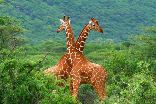 Giraffen im Saburu Nationalpark, Kenia © Anna Omelchenko / Shutterstock.com