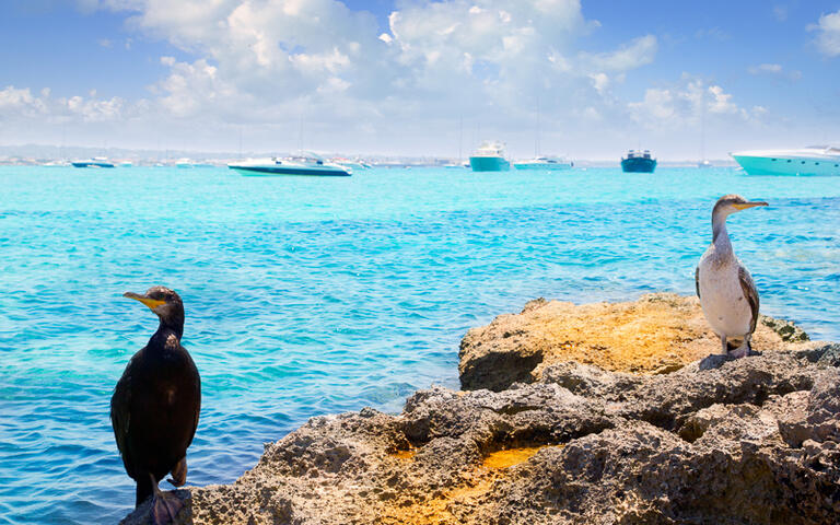 Kormorane vor dem Hafen La Savina © holbox  / Shutterstock.com