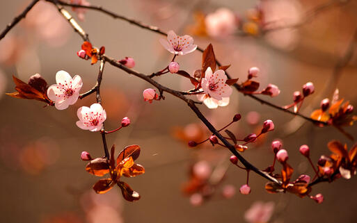 Die japanische Kirchblüte, eines der wichtigsten Symbole der japanischen Kultur © Montypeter / Shutterstock.com