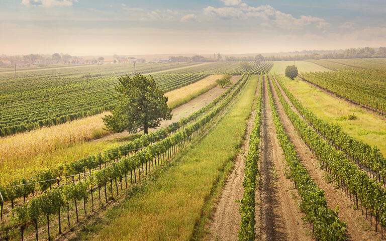 Weinreben im Burgenland © Elena Schweitzer / shutterstock.com