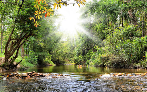 Dschungellandschaft in Khao Lak, Thailand © nodff / Shutterstock.com