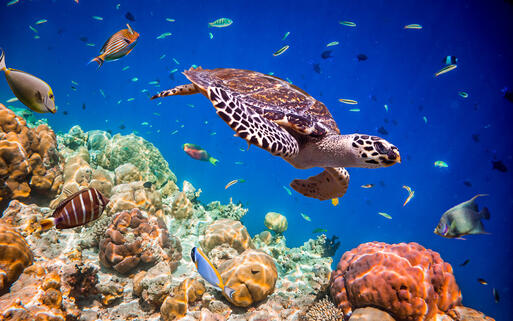 Schildkröte in wunderbar tropischer Unterwasserwelt © Andrey Armyagov