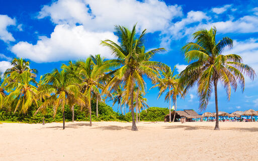 Kokospalmen am berühmten Varadero Strand © Kamira / Shutterstock.com