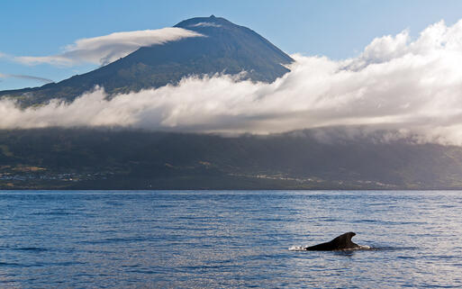 Der Berg Pico © Dennis van de Water / Shutterstock.com