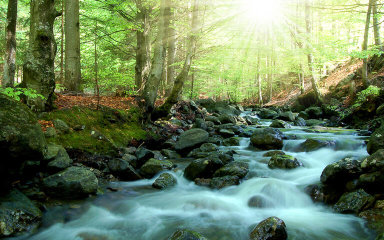 Bayerischer Wald © Vaclav Volrab / shutterstock.com