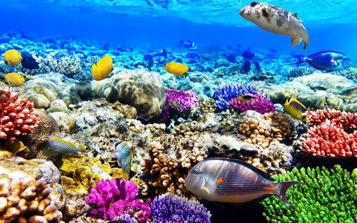 Faszinierend buntes Unterwasserleben am roten Meer © Brian Kinney