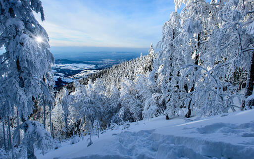 Mystische Winterlandschaft im Schwarzwald, Deutschland © Gyuszko-Photo / shutterstock.com