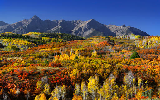 Herbstwald in Dallas, Texas, USA © SNEHIT / Shutterstock.com