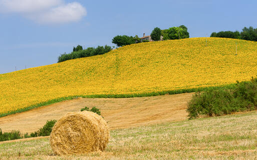 Typische Hügellandschaft in Marken © Claudio Giovanni Colombo / Shutterstock.com
