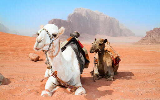 Kamele in der Wadi Rum Wüste in Jordanien © Aleksandar Todorovic  / Shutterstock.com