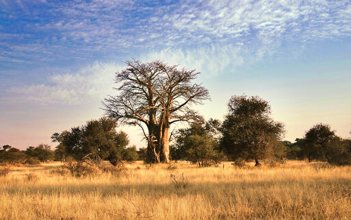 Affenbrotbaum im Krüger Nationalpark © meunierd / Shutterstock.com