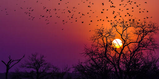 Krüger Nationalpark in Südafrika © Stefanie van der Vinden / Shutterstock.com