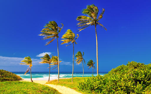 Kokospalmen am berühmten Varadero Strand © Kamira / Shutterstock.com