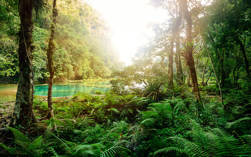 Mysteriöser Maya-Jungle im Nationalpark Semuc Champey, Guatemala © soft_light / Shutterstock.com