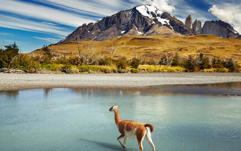 Ein Guanako (Verwanter des Lamas) im Torres del Paine Nationalpark, Patagonia, Chile © Pichugin Dmitry / shutterstock.com