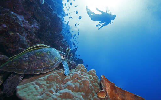 Suppenschildkröte und Taucher in einem Korallenriff vor der Insel Bunaken © Stubblefield Photography / shutterstock.com
