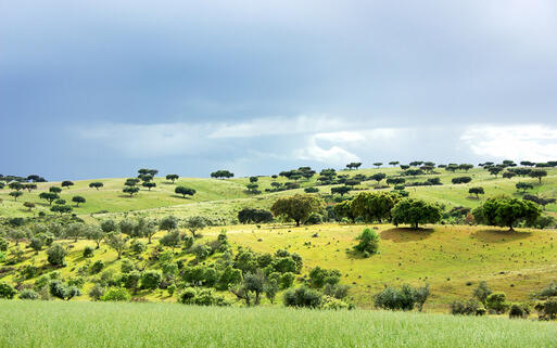 Mediterraner Eichenwald in Alentejo, Portugal © inacio pires / Shutterstock.com