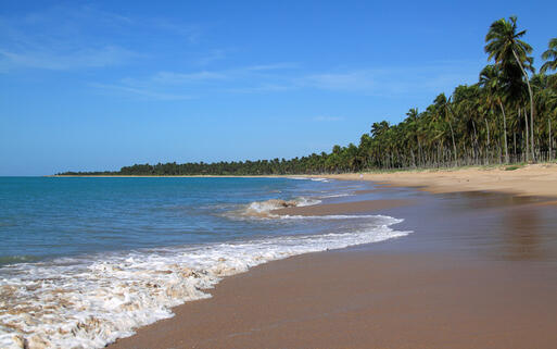 Maceio Palm Strand © John Copland / shutterstock.com
