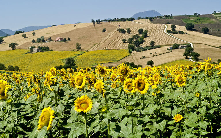 Sonnenblumenfeld nahe von Jesi © Claudio Giovanni Colombo / Shutterstock.com