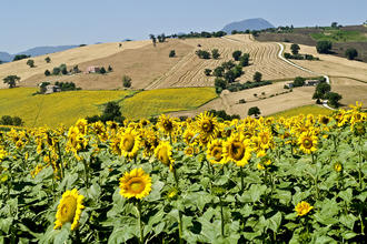 Sonnenblumenfeld nahe von Jesi © Claudio Giovanni Colombo / Shutterstock.com