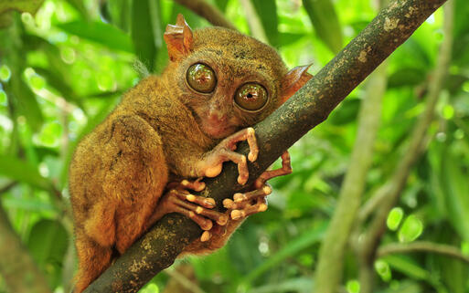 Koboldmaki in Bohol © Edwin Verin / Shutterstock.com