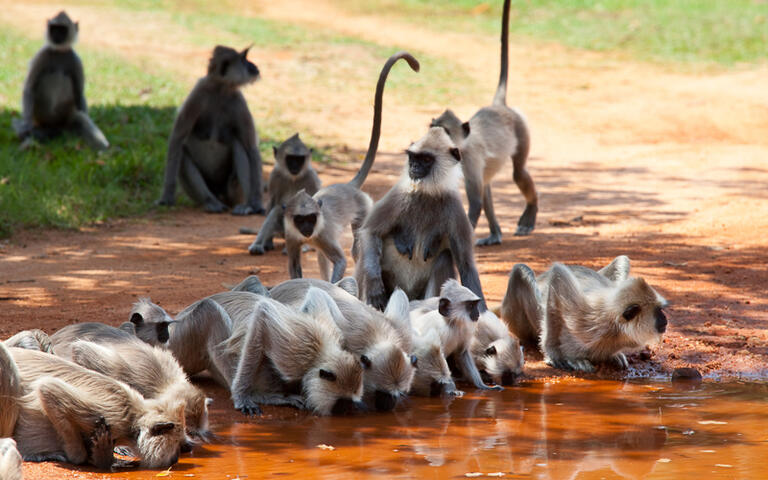 Affen in Anuradhapura © Galyna Andrushko / Shutterstock.com