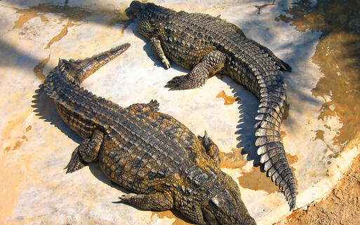 Zuchtkrokodile in der Krokodil-Farm in Djerba, Tunesien © Evgeny Murtola / Shutterstock.com
