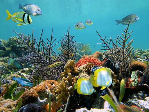 Bunte Unterwasserwelt vor der Küste Costa Ricas © Vilainecrevette / Shutterstock.com