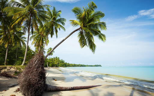 Palmen an einem tropischen Sandstrand in Thailand © Vlad Moses / Shutterstock.com
