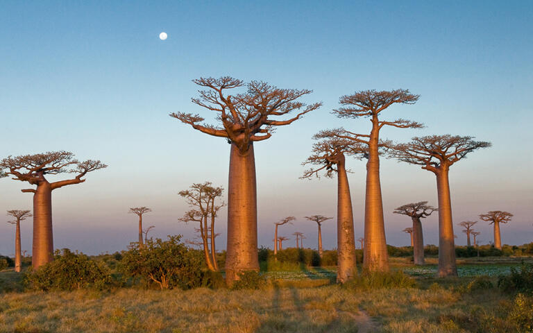 Affenbrotbäume in Morondava © Nazzu / Shutterstock.com