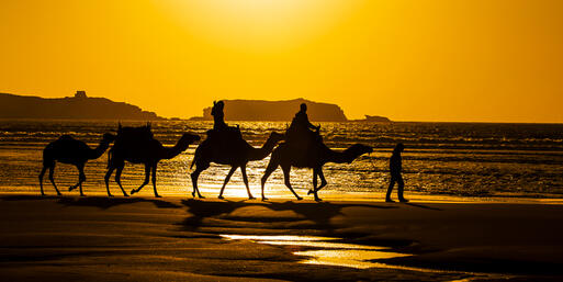 Kamele beim abendlichen Strandspaziergang an der Atlantikküste Marokkos © posztos / Shutterstock.com