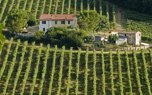 Altes Bauernhaus inmitten eines Weinberges, nahe von Ancona © Claudio Giovanni Colombo / Shutterstock.com