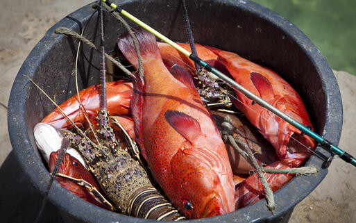 Frischer Hummer und Fisch © Sabino Parente / Shutterstock.com