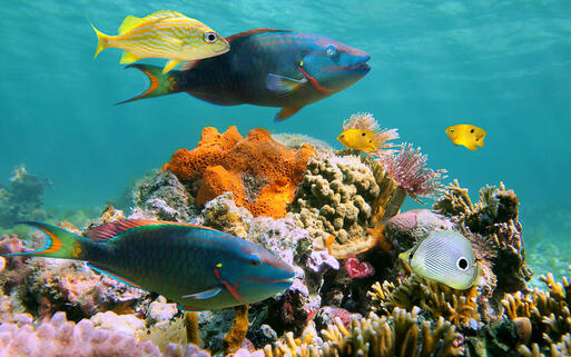 Korallenriff mit bunten Fischen im karibischen Meer © Vilainecrevette / Shutterstock.com