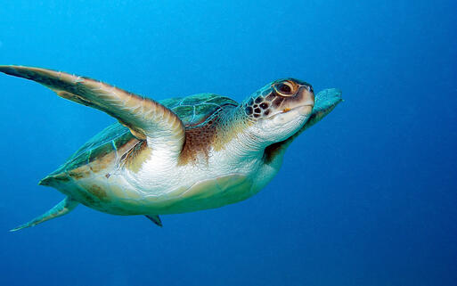 Eine Meeresschildkröte gleitet gemächlich durchs Wasser © Natursports