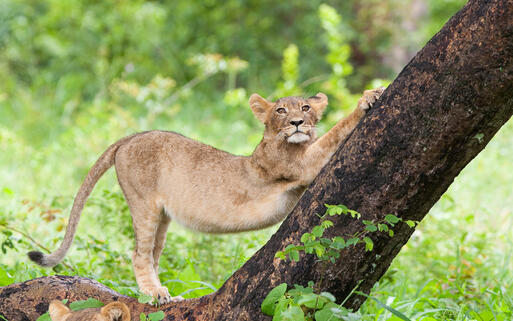 Kleiner Löwe in der Wildnis © Villiers Steyn / Shutterstock.com