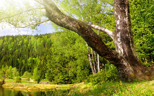 Arbersee © Vaclav Volrab / shutterstock.com