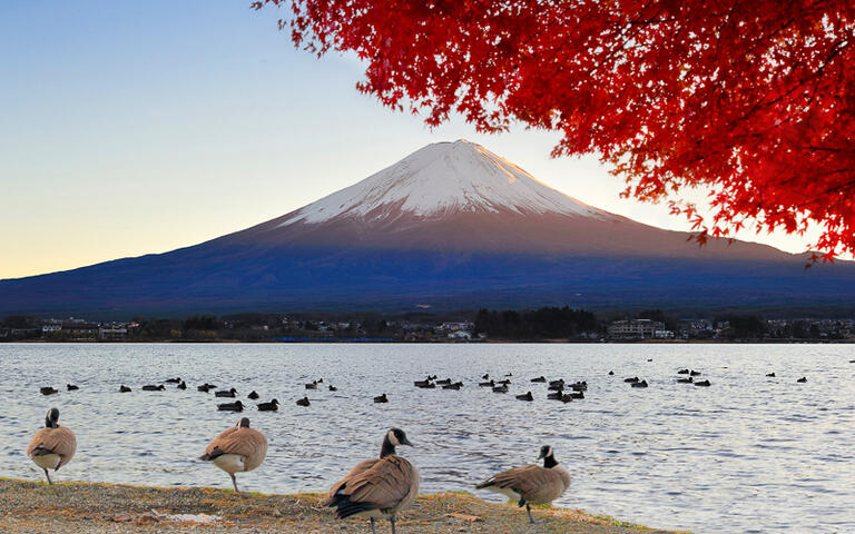 Blick auf den Berg Fuji vom See Kawaguchiko, Japan © skyearth / Shutterstock.com