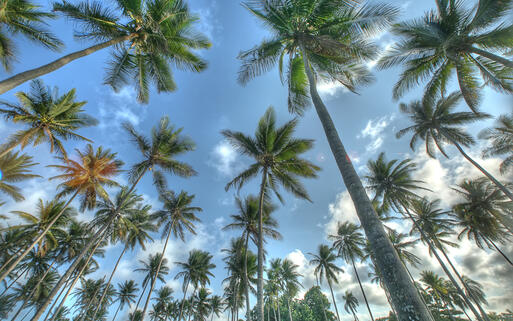 Palmen in Puerto Plata © emin kuliyev / Shutterstock.com