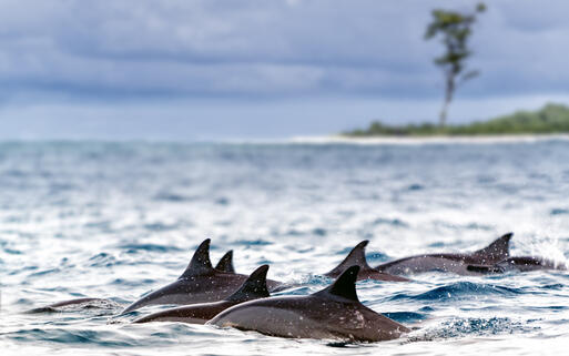 Gruppe von Delphinen schwimmt im Meer © Serge Vero