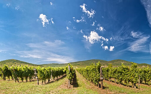 Weinberge von Tokaj im Nordosten von Ungarn © Vitalez / Shutterstock.com