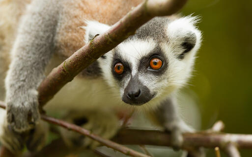 Katta-Lemure © Micha Klootwijk / Shutterstock.com