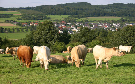 Kühe im Westerwald © alexander briel perez / shutterstock.com