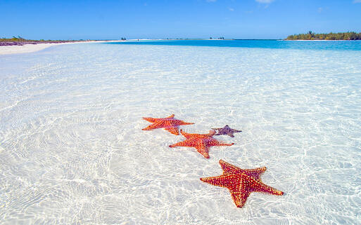 Seesterne auf Cayo Largo © Leonid Katsyka / Shuttertock.com