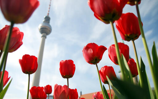 Fernsehturm in Berlin © Claudio Divizia / Shutterstock.com