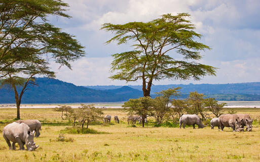 Weiße Rhinozerosse am See Baringo in Kenia © Peter Wollinga / Shutterstock.com