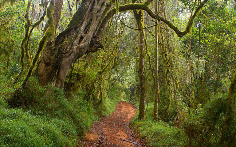 Wolkenwald in Limpopo © Elzbieta Sekowska / shutterstock.com