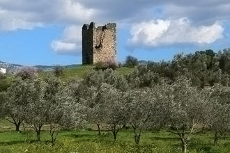 Mandelbäume auf grünen Hügeln, dazwischen die Ruine eines Turmes © casinozack / Shutterstock.com