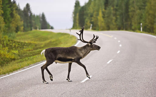 Rentier © Horia Bogdan / Shutterstock.com