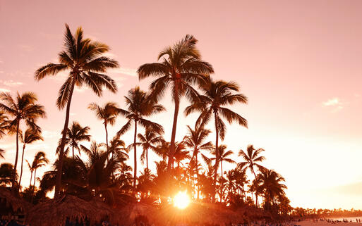 Palmen im Sonnenuntergang © haveseen / Shutterstock.com
